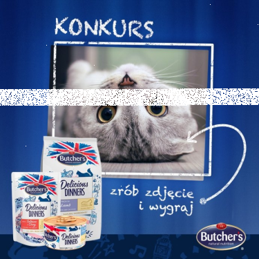 Konkurs "Dzień Kota zbliża się wielkimi krokami…"