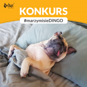 Konkurs "Śnię o Dingo"