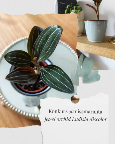 Wygraj rzadką roślinę Jewel Orchid