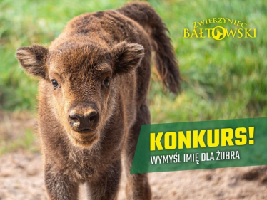 Konkurs "Wymyśl imię dla Żubra"