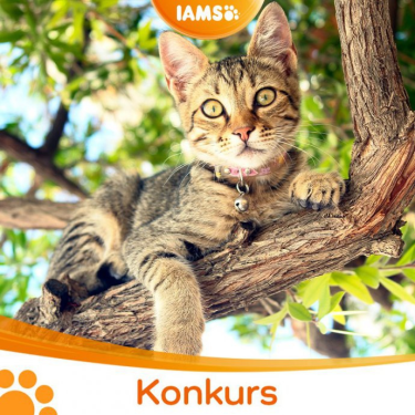 Konkurs "Ulubione zajęcie! – maj 2021"