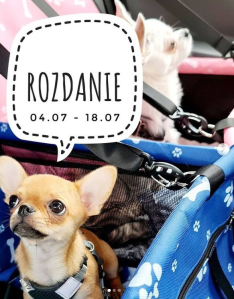 Wygraj transporter dla zwierząt