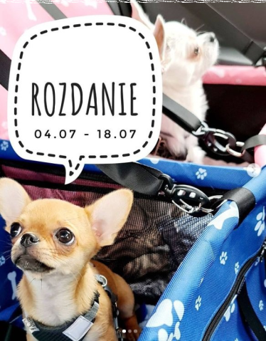 Wygraj transporter dla zwierząt