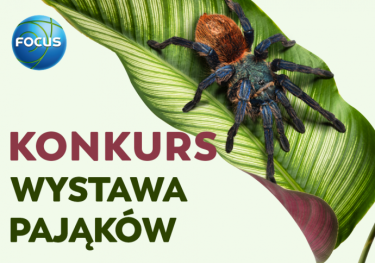 Bydgoszcz: Wygraj wejściówki na wystawę pająków