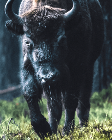 Konkurs "Dla ludzi dla lasu"