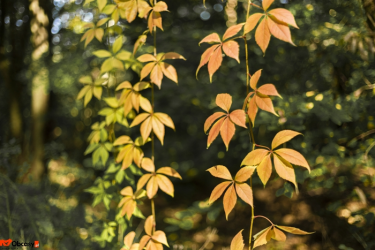 Konkurs listopadowy "Różne oblicza jesieni"