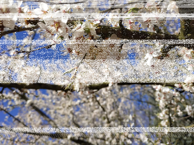 Wygraj lekcje japońskiego online