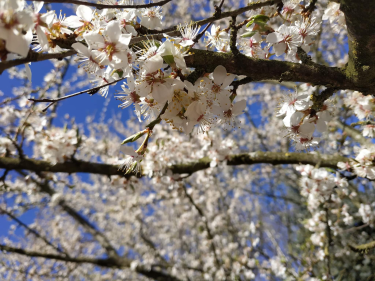 Wygraj lekcje japońskiego online