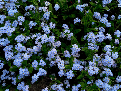 Konkurs "Ładne kwiatki"