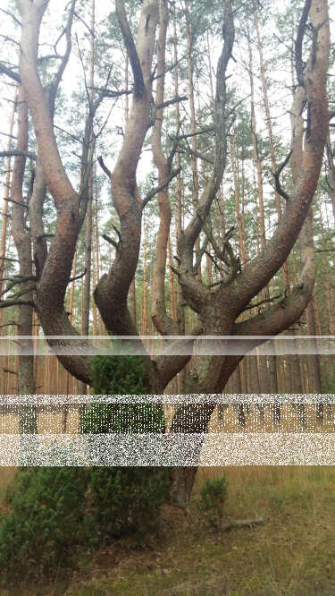 Konkurs "Osobliwości przyrody"