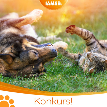 Konkurs "IAMS – lipiec 2022"