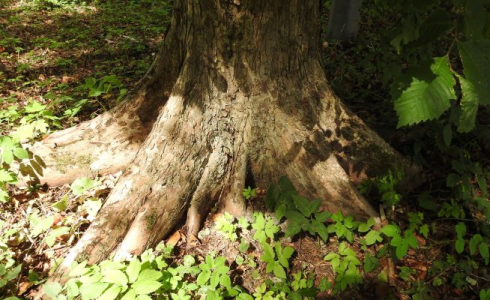 Konkurs "Jakie to drzewo?"