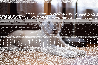 Wygraj zaproszenia do kina na film Lena i Śnieżek