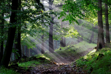 Konkurs "O lesie wierszem i prozą"