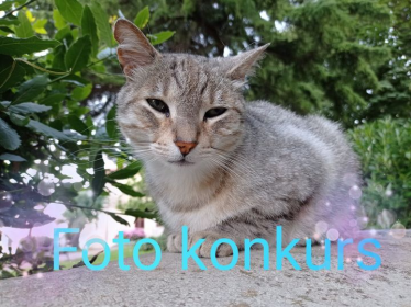 Katowice: Konkurs fotograficzny od sklep "Zwierzak"