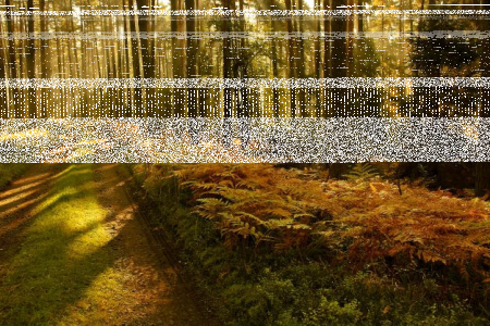 Konkurs "Słońce i las"