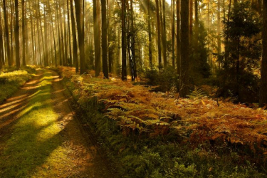 Konkurs "Słońce i las"