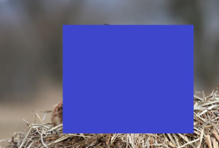 Konkurs "Jaki to zwierz?"