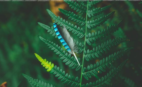 Konkurs fotograficzny "Kolory lasu"