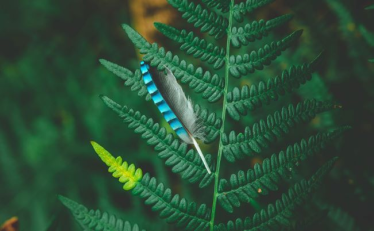 Konkurs fotograficzny "Kolory lasu"