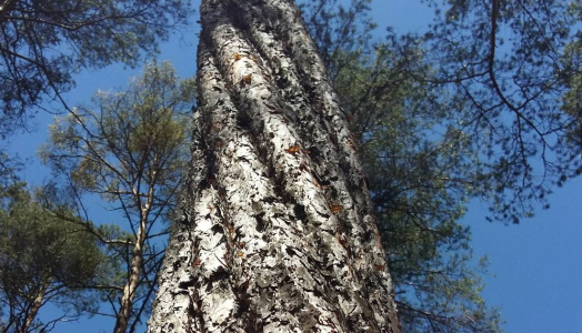 Konkurs "Rozpoznaj wady drewna! To wcale nietrudne!"
