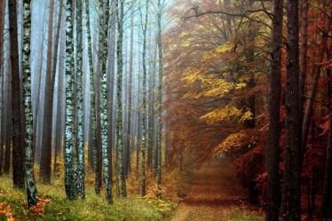 Konkurs fotograficzny "Kolory jesieni"