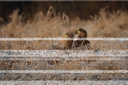 Konkurs "Odszukaj nazwy zwierząt"