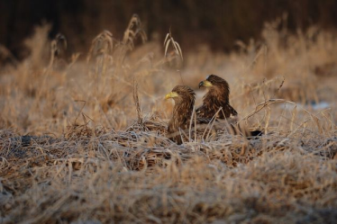 Konkurs "Odszukaj nazwy zwierząt"