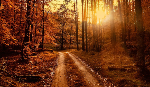 Konkurs fotograficzny "Leśne drogi"