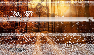 Konkurs fotograficzny "Leśne drogi"