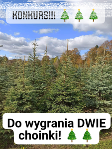Wygraj choinkę od Plantacja choinek w Prokowie