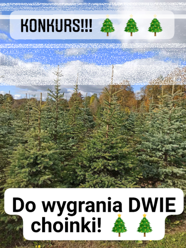 Wygraj choinkę od Plantacja choinek w Prokowie