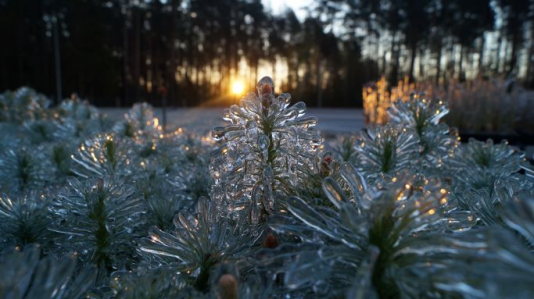 Konkurs "Bajki z mchu i paproci"