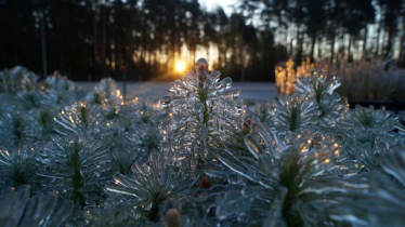 Konkurs "Bajki z mchu i paproci"