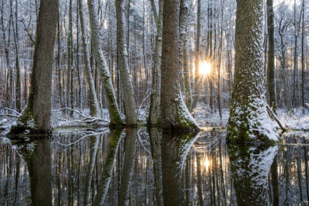 Konkurs fotograficzny "Mój las"