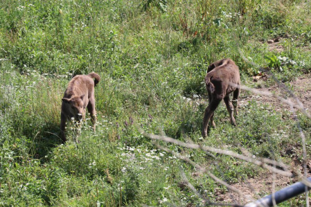 Konkurs "Nazwij żubrzyce"