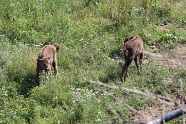 Konkurs "Nazwij żubrzyce"