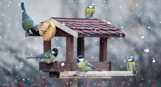 Konkurs fotograficzny "Karmniki i nasi ptasi przyjaciele"