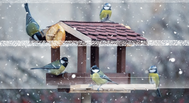 Konkurs fotograficzny "Karmniki i nasi ptasi przyjaciele"
