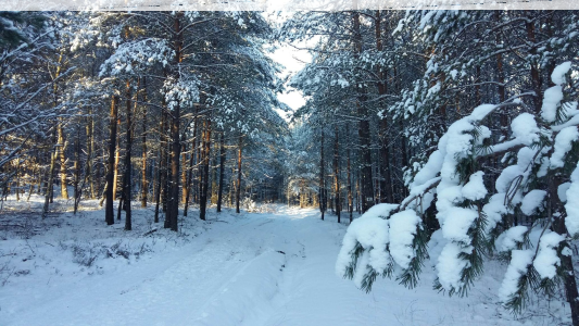 Konkurs fotograficzny "Las zimą! Zima w lesie"