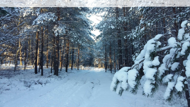 Konkurs fotograficzny "Las zimą! Zima w lesie"