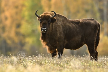 Konkurs "Spotkania z żubrami"