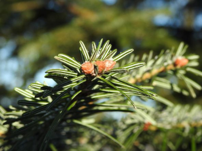 Konkurs na tłusty czwartek!