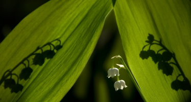 Konkurs fotograficzny "Leśna płeć piękna"