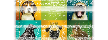 Konkurs fotograficzny online "Portret zwierzaka"