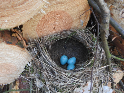 Konkurs "Leśne pisanki"
