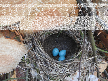 Konkurs "Leśne pisanki"