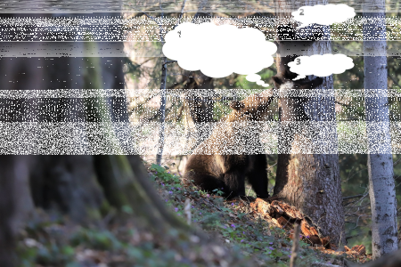 Konkurs "Leśny komiks" do godz. 20:00
