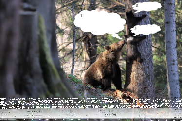 Konkurs "Leśny komiks" do godz. 20:00