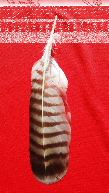 Konkurs "Czyje to pióro?"